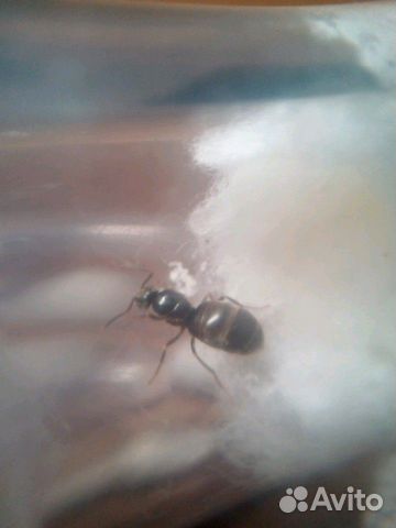 Муравьи Lasius niger (Муравьная ферма )