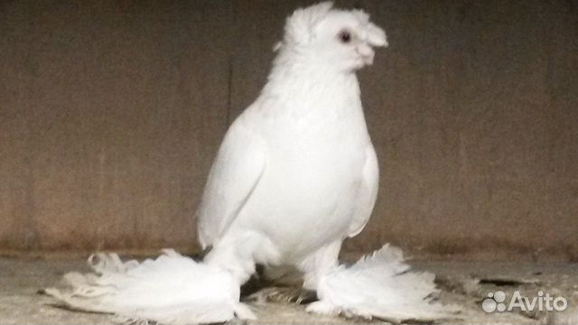 Узбекские и бакинские голуби купить на Зозу.ру - фотография № 5