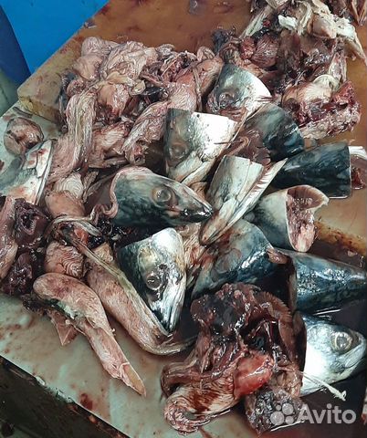 Отходы рыбные замороженные купить на Зозу.ру - фотография № 2