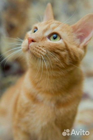 Котенок подросток