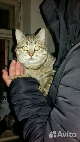 Кошечка ласковая
