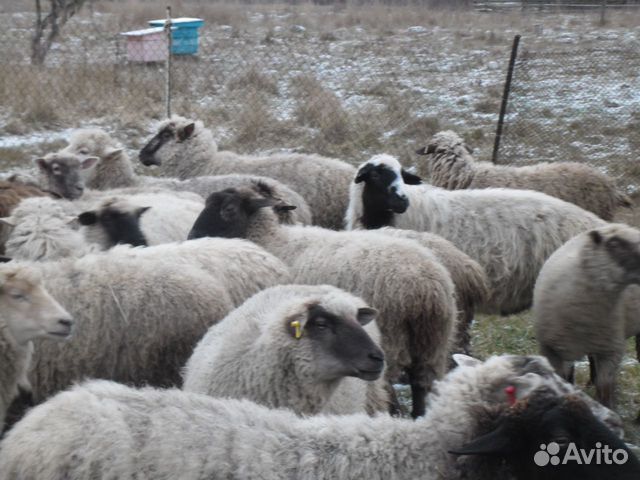 Овцы и ярки купить на Зозу.ру - фотография № 2
