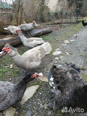 Мускусные утки купить на Зозу.ру - фотография № 7