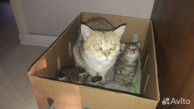 Котята британские котик и кошечка купить на Зозу.ру - фотография № 4