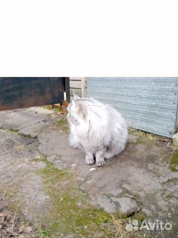 Сибирский кот - 6 лет купить на Зозу.ру - фотография № 4
