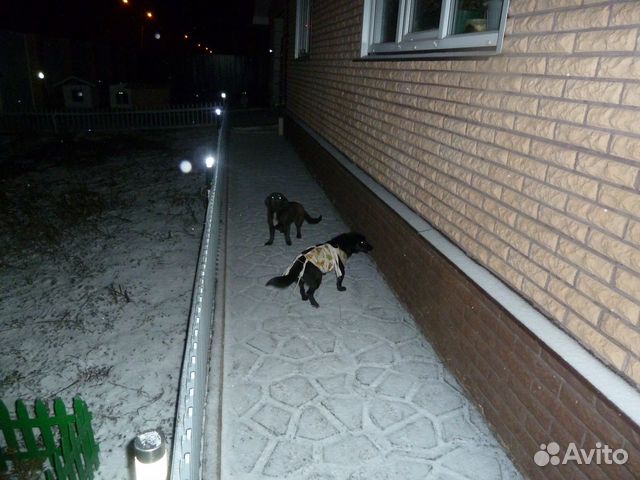 Собачки купить на Зозу.ру - фотография № 6