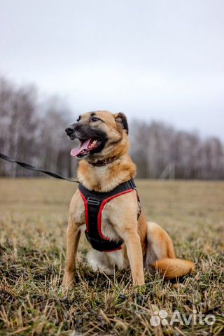 Самая добрая собака ищет дом купить на Зозу.ру - фотография № 4