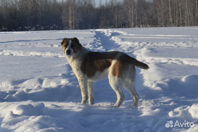 Собаки,Среднеазиатская овчарка купить на Зозу.ру - фотография № 4