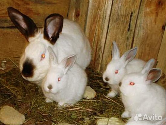 Продам кроликов разных парод и возрастов купить на Зозу.ру - фотография № 2