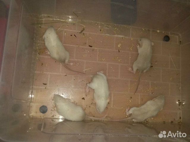 Крысята купить на Зозу.ру - фотография № 2
