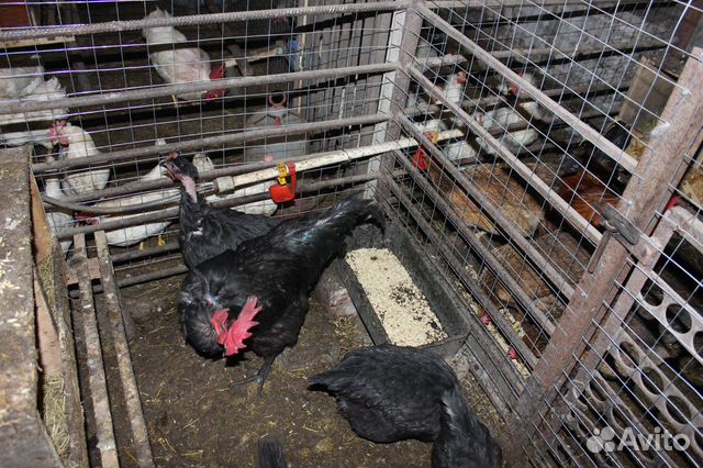 Инкубационные яйца, цыплята породистых кур купить на Зозу.ру - фотография № 6