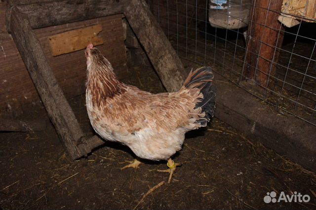 Инкубационные яйца, цыплята породистых кур купить на Зозу.ру - фотография № 10
