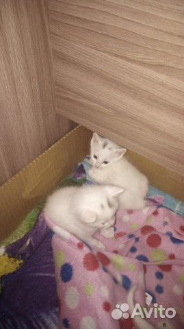 Котятки в добрые руки купить на Зозу.ру - фотография № 7