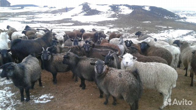 Козы и овечки купить на Зозу.ру - фотография № 1