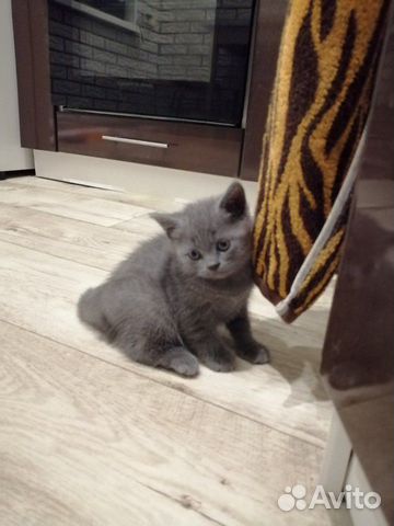 Британский котенок купить на Зозу.ру - фотография № 2