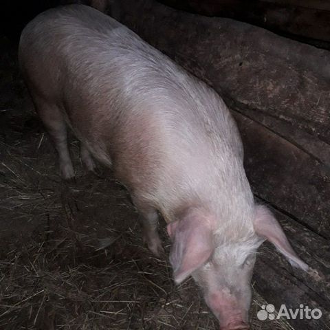 Свинья 11 месяцев купить на Зозу.ру - фотография № 1