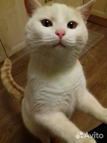 Найден кот. Отдам в добрые руки Найден кот. Отдам в добрые руки