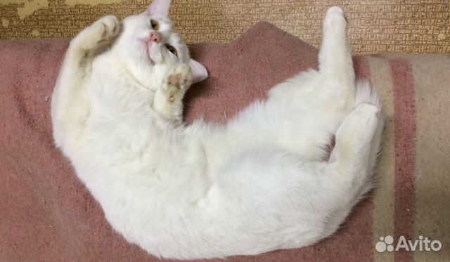 Белая кошка котенок купить на Зозу.ру - фотография № 4