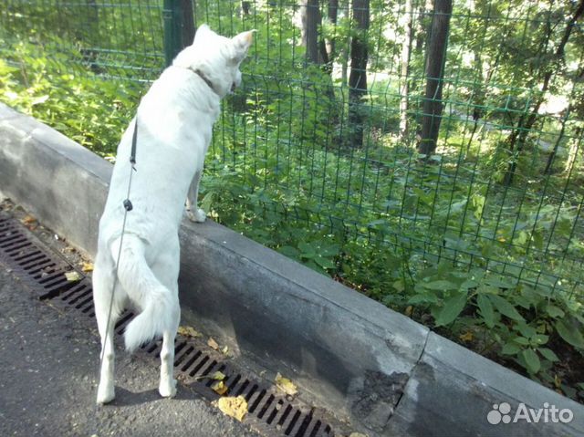 Пропал белый пес, собака купить на Зозу.ру - фотография № 2
