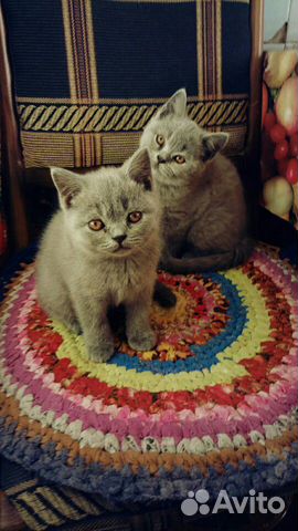 Кошечки британцы купить на Зозу.ру - фотография № 1