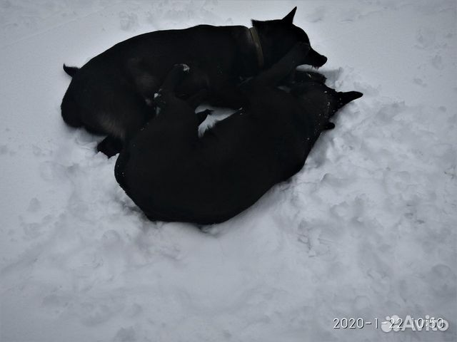 2 щенка уже не ждут хозяина купить на Зозу.ру - фотография № 2