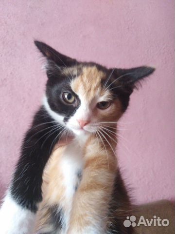 Отдам котят в хорошие руки