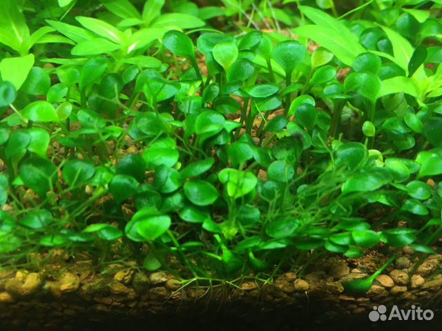 Растения аквариумные купить на Зозу.ру - фотография № 2