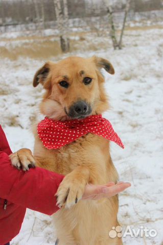 Красивая собака Лиза для квартиры в дар купить на Зозу.ру - фотография № 1