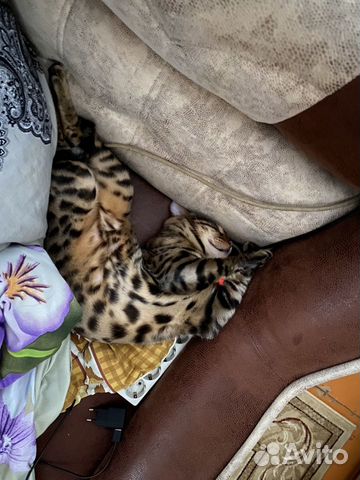 Бенгальский кот на вязку купить на Зозу.ру - фотография № 3