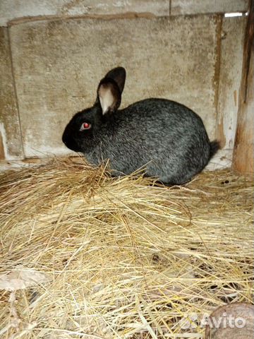Продаю кроликов на мясо или живьём зоо р купить на Зозу.ру - фотография № 2
