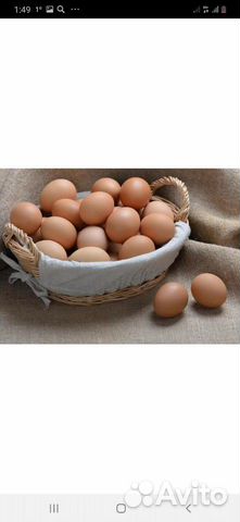 Яйца на инкубацию купить на Зозу.ру - фотография № 4