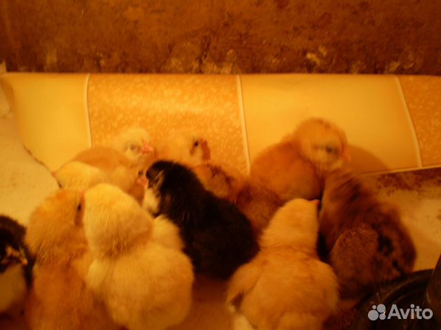 Цыплята недельные индюшата и гусята купить на Зозу.ру - фотография № 1
