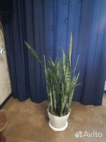 Сансевиерия