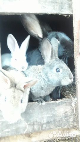 Кролики купить на Зозу.ру - фотография № 3