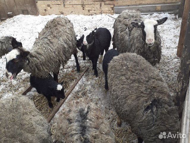Овцы романовской породы купить на Зозу.ру - фотография № 5