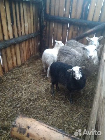Овцы ярки баранчики ягнята купить на Зозу.ру - фотография № 2