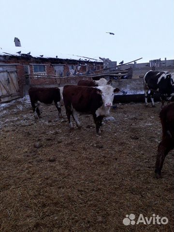 Телки и быки купить на Зозу.ру - фотография № 2