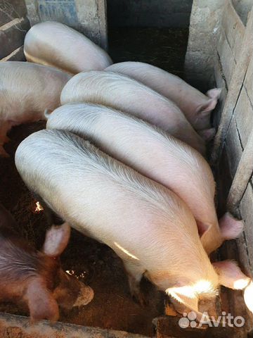 Свиньи, свини, свинина купить на Зозу.ру - фотография № 2