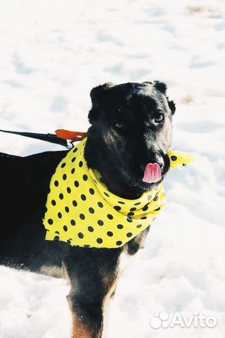 Необычного окраса собака Гера в дар купить на Зозу.ру - фотография № 7