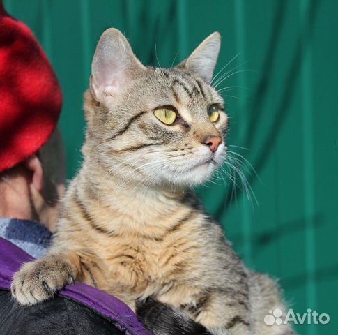 Котик (кастрированный) в добрые руки