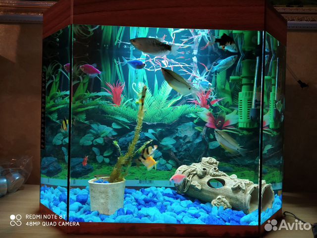 Готовый аквариум с рыбками купить на Зозу.ру - фотография № 1
