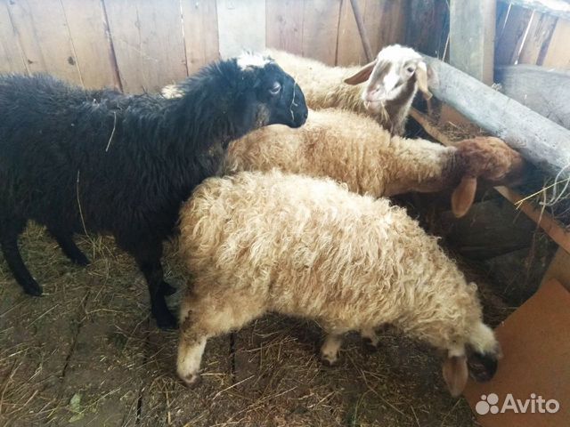 Овцы и ягнята эдильбаевской породы, курдючные купить на Зозу.ру - фотография № 4