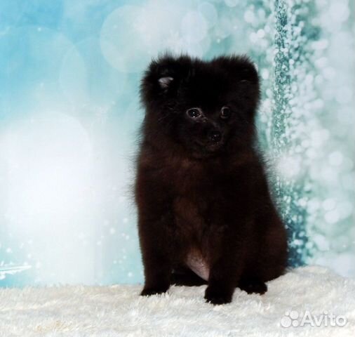 Девочка малого шпица