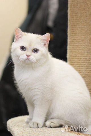 Британские котята купить на Зозу.ру - фотография № 3