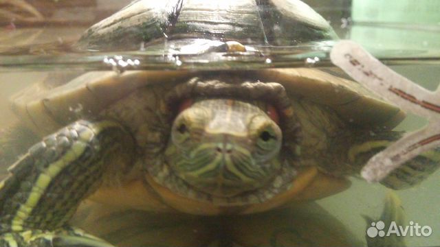 Черепаха с аквариумом, бережком и нагревателем купить на Зозу.ру - фотография № 1