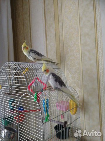 Попугай Корелла (Обмен на самку) купить на Зозу.ру - фотография № 2