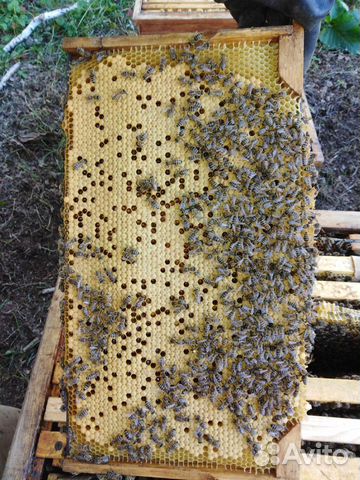 Пасека на 20 пчелосемей купить на Зозу.ру - фотография № 2