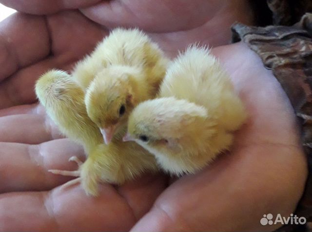 Цыплята, инкубационное яйцо перепелок купить на Зозу.ру - фотография № 1