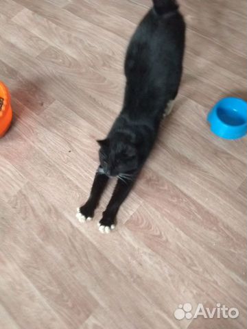 Отдам кота Отдам кота