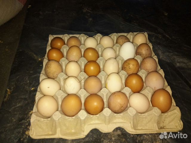 Инкубационное куриное яйцо купить на Зозу.ру - фотография № 1